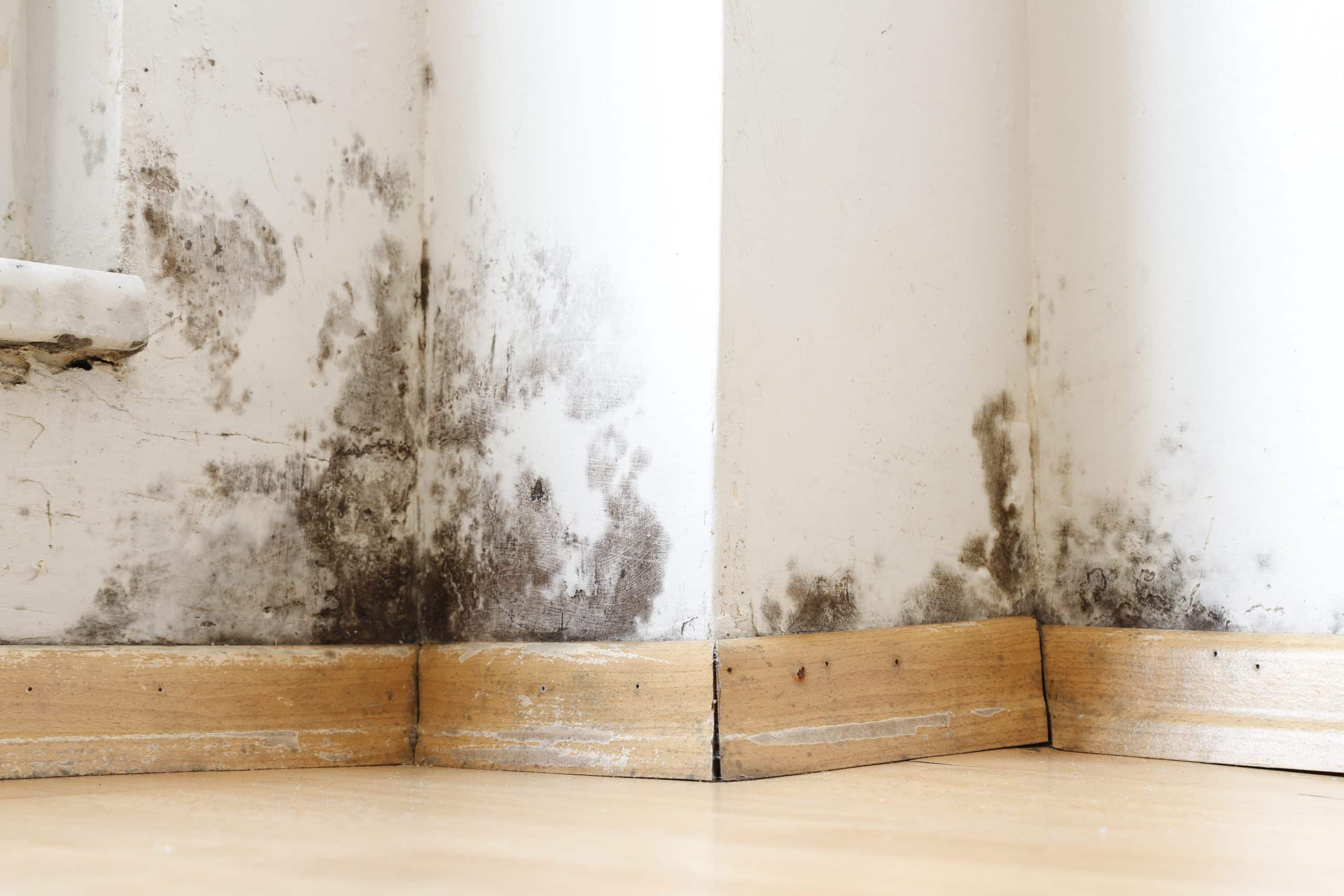 Mold forming along white baseboards after water damage