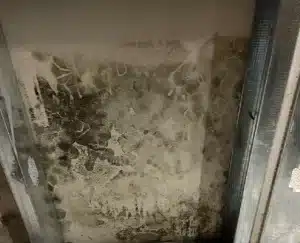 Severe mold growth covering an interior wall section, caused by moisture intrusion and poor ventilation.