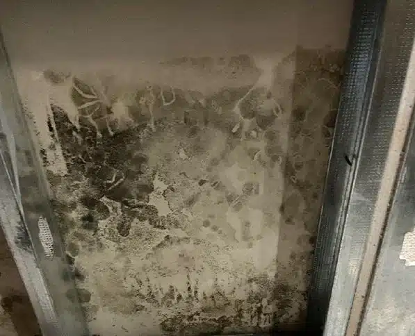 Severe mold growth covering an interior wall section, caused by moisture intrusion and poor ventilation.